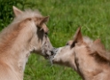 Pferd Tiere D33_7029-1